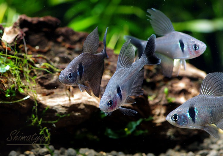 熱帯魚 ブラックファントム テトラ 10匹 熱帯魚 カラシンbreed Aqua F東京店通販ショップ 熱帯魚 ブラックファントム テトラ 10匹 熱帯魚 カラシンbreed Aqua F東京店通販ショップ