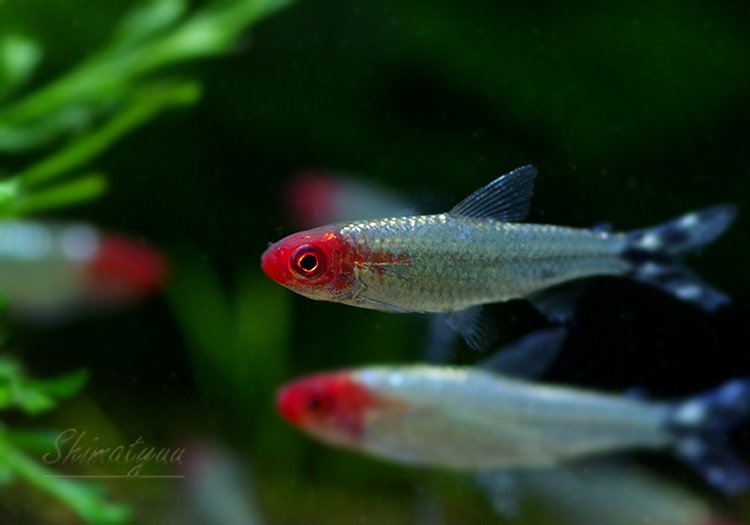 熱帯魚 ブリリアントラミーノーズ テトラ 10匹 熱帯魚 カラシンbreed Aqua F東京店通販ショップ 熱帯魚 ブリリアントラミーノーズ テトラ 10匹 熱帯魚 カラシンbreed Aqua F東京店通販ショップ