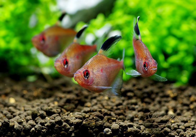 ��Ǯ�ӵ��ۡ���������ɥ�åɥڥ쥺���ƥȥ顡WILD��1ɤ