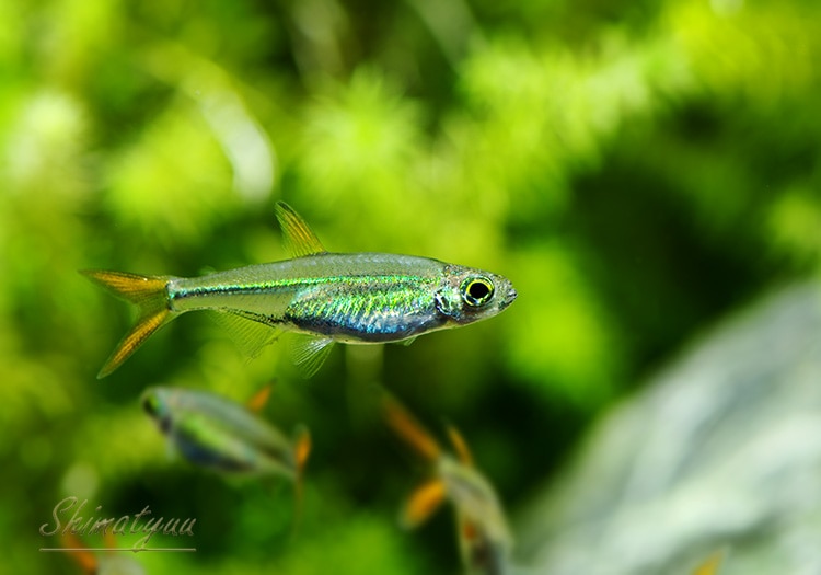 ��Ǯ�ӵ��ۡ������꡼�ӡ��󡦥ƥȥ顡WILD��5ɤ