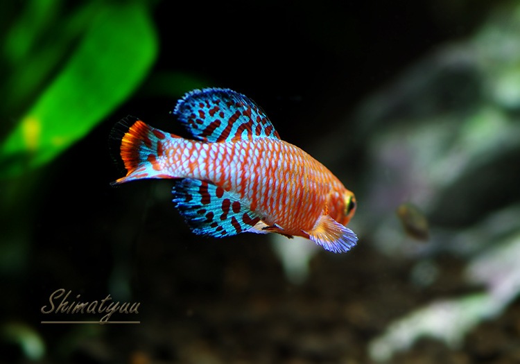 ��Ǯ�ӵ��ۡ��Υ��֥�󥭥������饳�ӡ����٥��顡���ء�1�У�