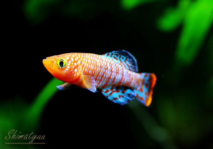 ��Ǯ�ӵ��ۡ��Υ��֥�󥭥������饳�ӡ����٥��顡���ء�1�У�