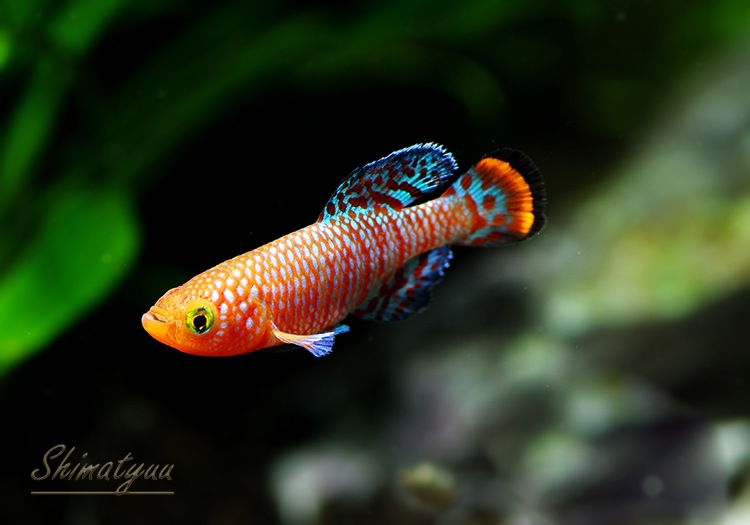 ��Ǯ�ӵ��ۡ��Υ��֥�󥭥������饳�ӡ����٥��顡���ء�1�У�