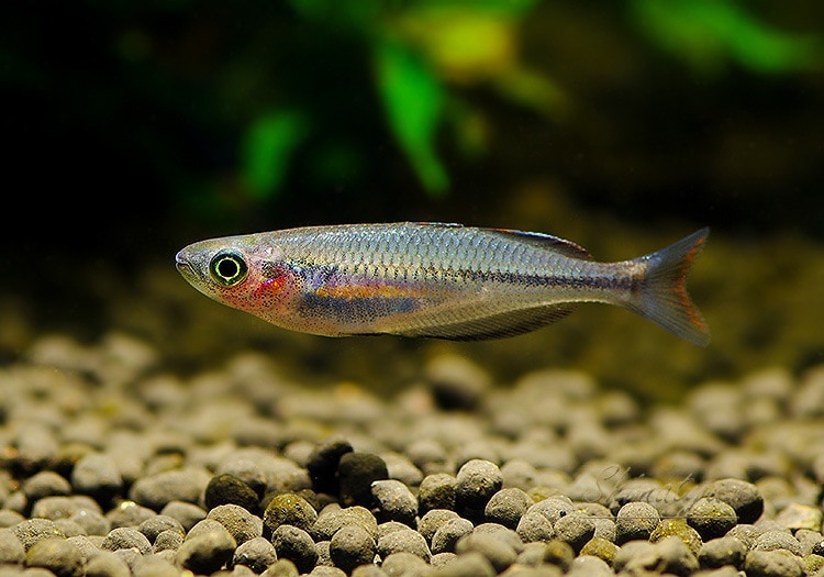熱帯魚 10/30 入荷魚紹介 - 静岡市の熱帯魚専門店（大型魚・古代魚・珍魚