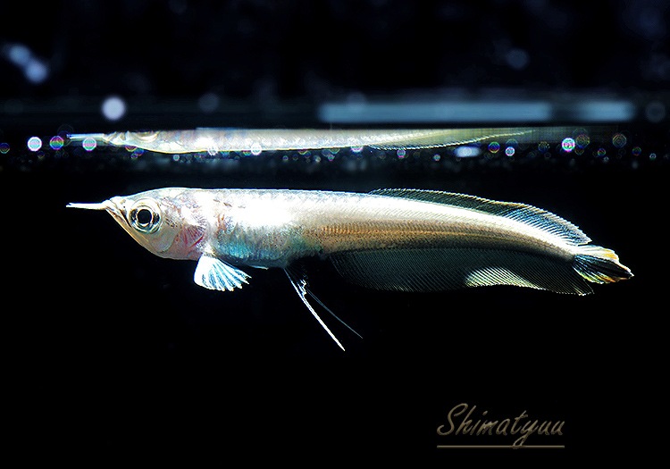 ����ʪ���˾���Ρ��ץ���ʥ֥�å�������ʡ�1ɤ��No.01