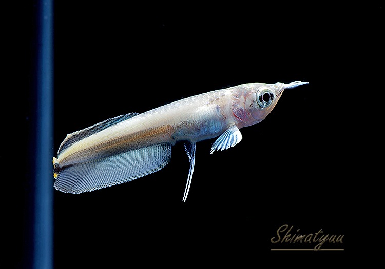 ����ʪ���˾���Ρ��ץ���ʥ֥�å�������ʡ�1ɤ��No.01