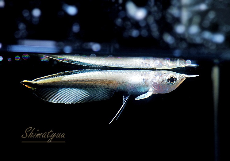 ����ʪ���˾���Ρ��ץ���ʥ֥�å�������ʡ�1ɤ��No.01