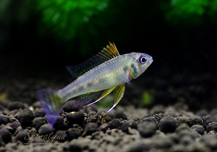 グリーンドワーフシクリッド コロンビア ｗｉｌｄ 1ｐｒ アピストグラマ ドワーフシクリッド Aqua F東京店通販ショップ