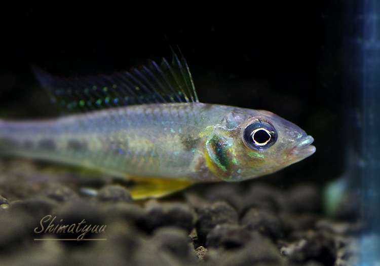グリーンドワーフシクリッド コロンビア ｗｉｌｄ 1ｐｒ アピストグラマ ドワーフシクリッド Aqua F東京店通販ショップ