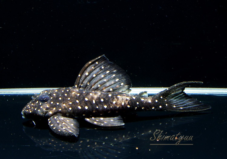 ����ʪ�����Ρ��١��롦�ڥ���ƥ�����WILD��No.02