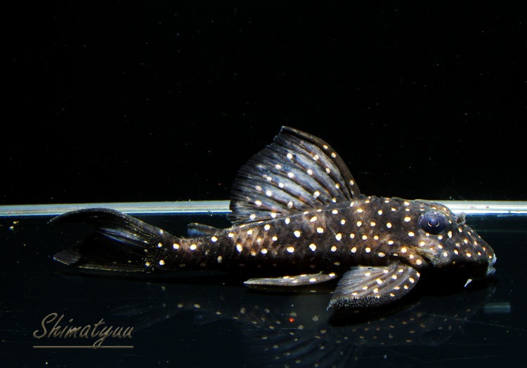 ����ʪ�����Ρ��١��롦�ڥ���ƥ�����WILD��No.02