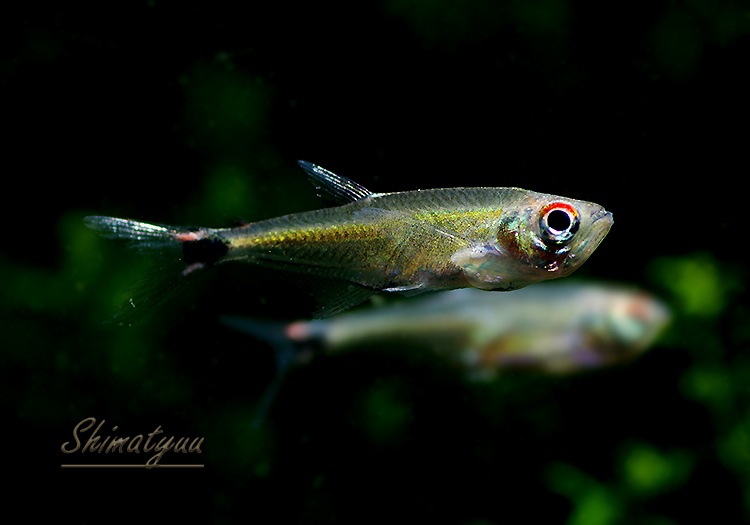 熱帯魚 アロワナ テトラ ガイアナ Wild 3匹 熱帯魚 カラシンwild Aqua F東京店通販ショップ 熱帯魚 アロワナ テトラ ガイアナ Wild 3匹 熱帯魚 カラシンwild Aqua F東京店通販ショップ