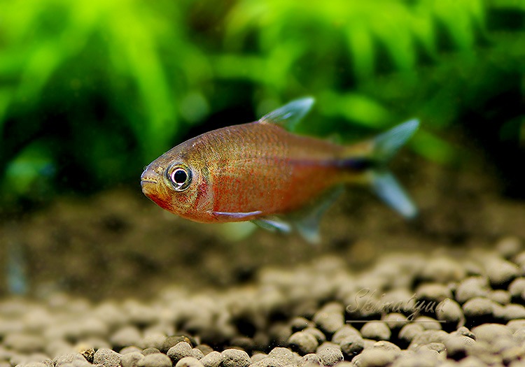 Ǯӵۡϥե֥ꥳsp.եʥꥹ֤ΡɡWILD1ɤ