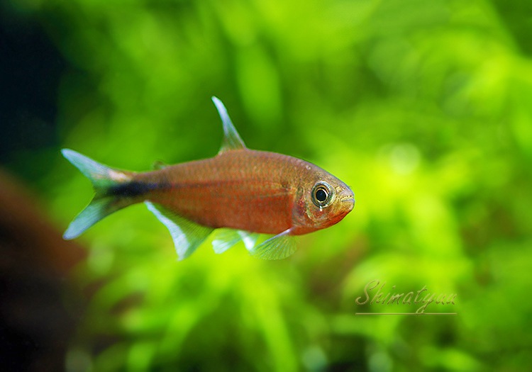 Ǯӵۡϥե֥ꥳsp.եʥꥹ֤ΡɡWILD1ɤ