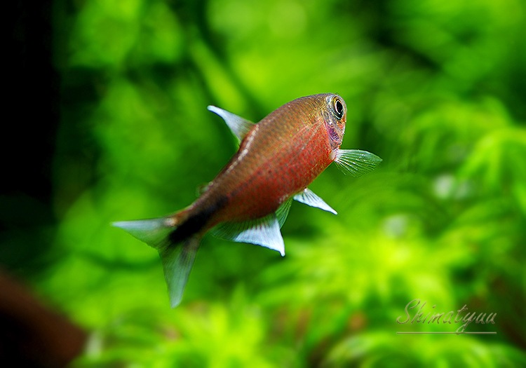 Ǯӵۡϥե֥ꥳsp.եʥꥹ֤ΡɡWILD1ɤ