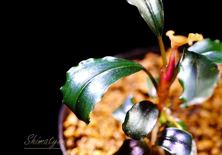����ʪ��Bucephalandra sp. Pandora Queen��2020.7��No.04