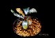 ����ʪ��Bucephalandra sp. Pandora Queen��2020.7��No.04