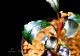 ����ʪ��Bucephalandra sp. Pandora Queen��2020.7��No.04
