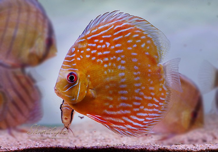 レドラプラスチック ピノキオ 海外 イタリア ソフビ ビンテージ アメ h0T6