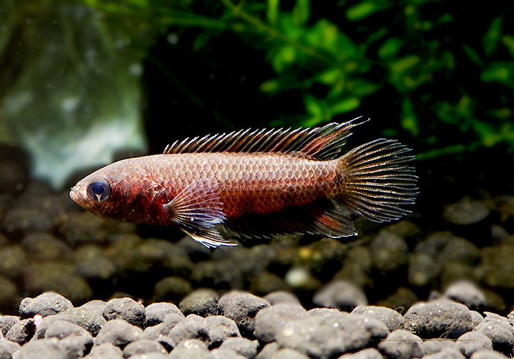 熱帯魚ワイルド　アンソルギー65cm〜70cmくらい 熱帯魚】 クテノポマ アンソルギー “コンゴ” WILD 1匹 | 熱帯魚,ベタ