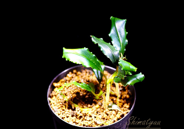 ����ʪ��Bucephalandra sp. Pandora Queen��2020.7��No.05