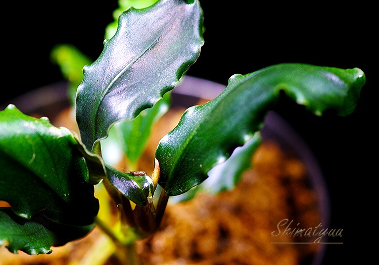 ����ʪ��Bucephalandra sp. Pandora Queen��2020.7��No.05