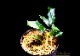 ����ʪ��Bucephalandra sp. Pandora Queen��2020.7��No.05