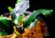 ����ʪ��Bucephalandra sp. Pandora Queen��2020.7��No.05