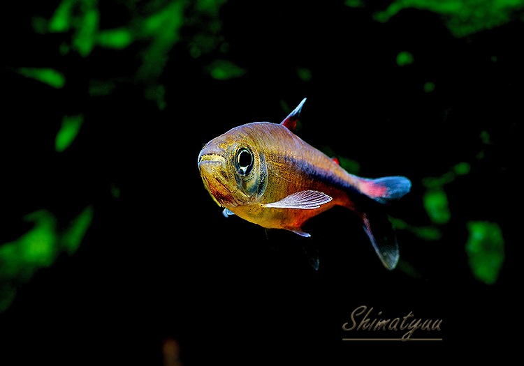 ��Ǯ�ӵ��ۡ���󥯥ۡ����㡡�������顡WILD����Rio Culuene�ɡ�3ɤ