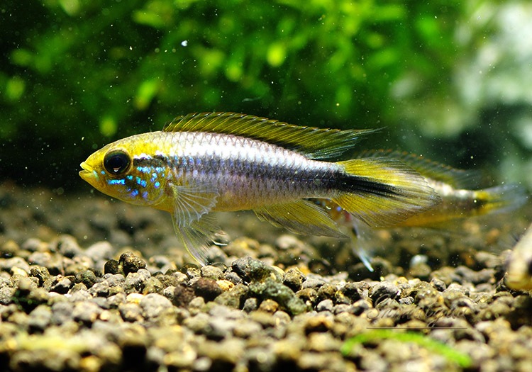 ���� ���������������ȣףɣ̣ġɡ�������ӥ��ء�1Pr