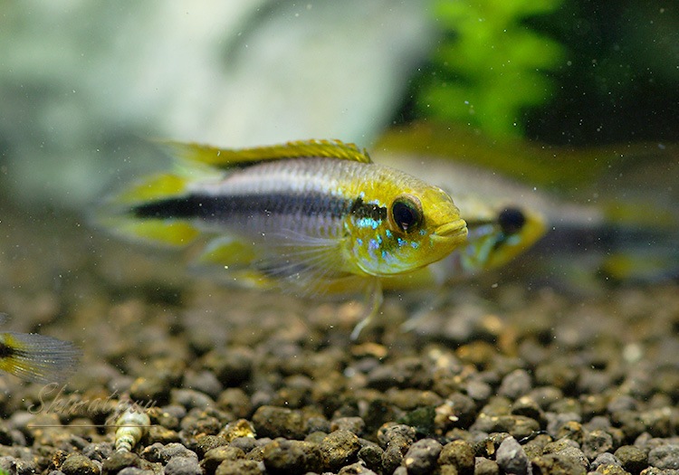 ���� ���������������ȣףɣ̣ġɡ�������ӥ��ء�1Pr