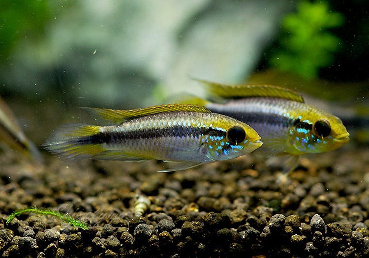 ���� ���������������ȣףɣ̣ġɡ�������ӥ��ء�1Pr