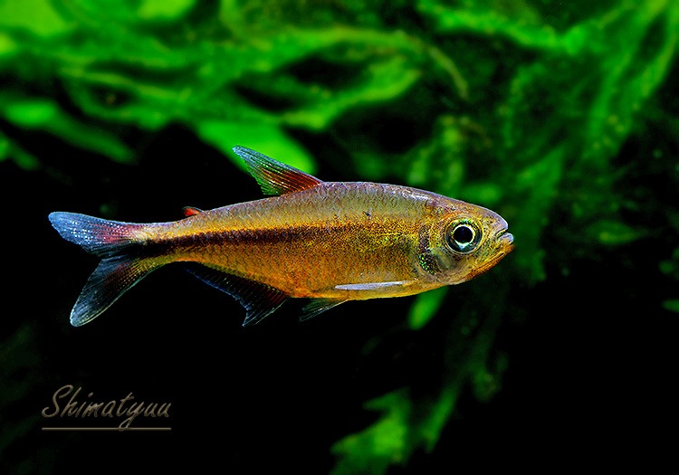 ��Ǯ�ӵ��ۡ���󥯥ۡ����㡡�������顡WILD����Rio Culuene�ɡ�1ɤ