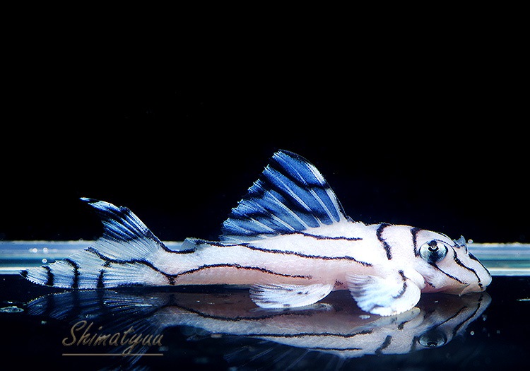 ����ʪ���٥饤�� ����ڥꥢ�를�֥顡��Breed�ɡ�No.01��(Ź�ް���������)