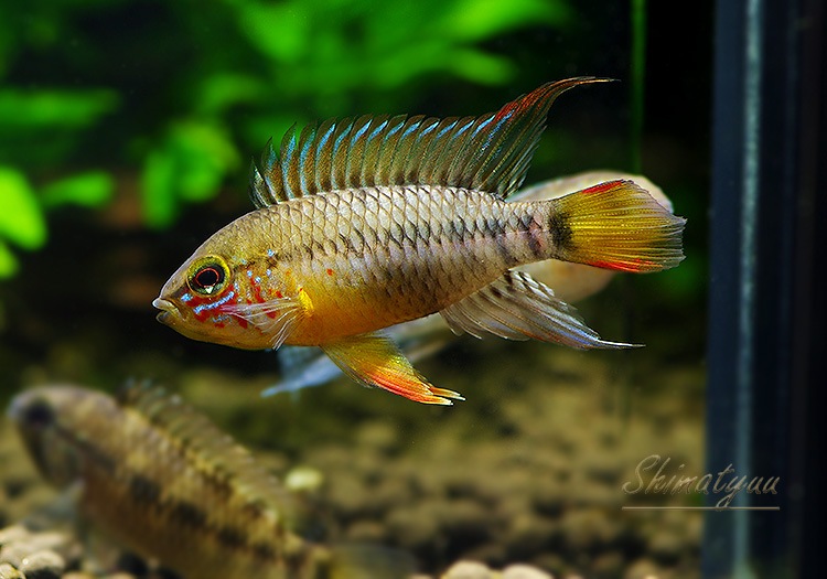 Ap cf. �ӥ�������  �ȥꥪ���楫����ٻ��ɡ��˾���Ρ��ףɣ̣ġ�ͺñ1ɤ��