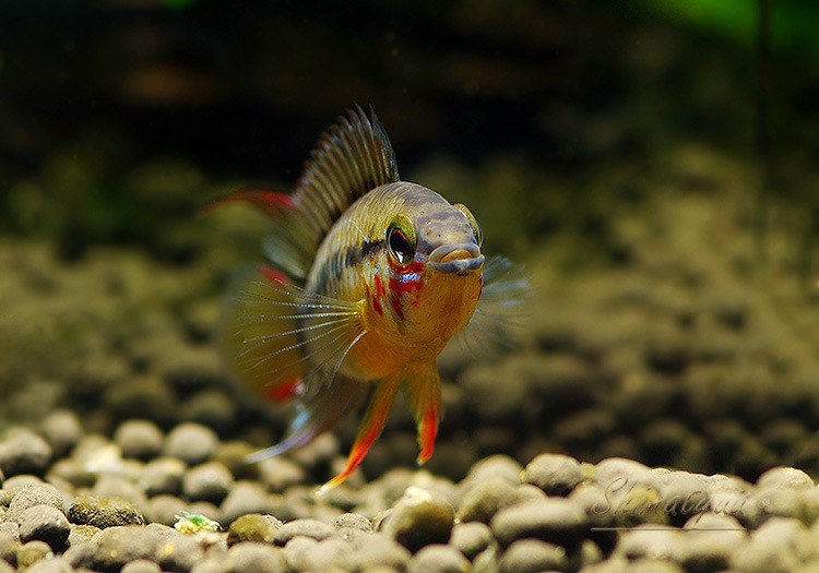 Ap cf. �ӥ�������  �ȥꥪ���楫����ٻ��ɡ��˾���Ρ��ףɣ̣ġ�ͺñ1ɤ��