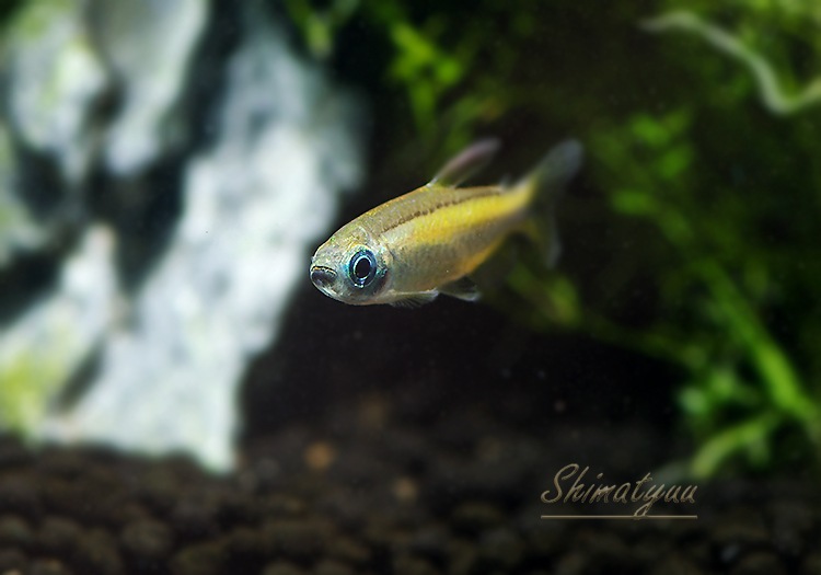 ��Ǯ�ӵ��ۡ�������ǥ󥳥󥴥ƥȥ顡WILD��3ɤ