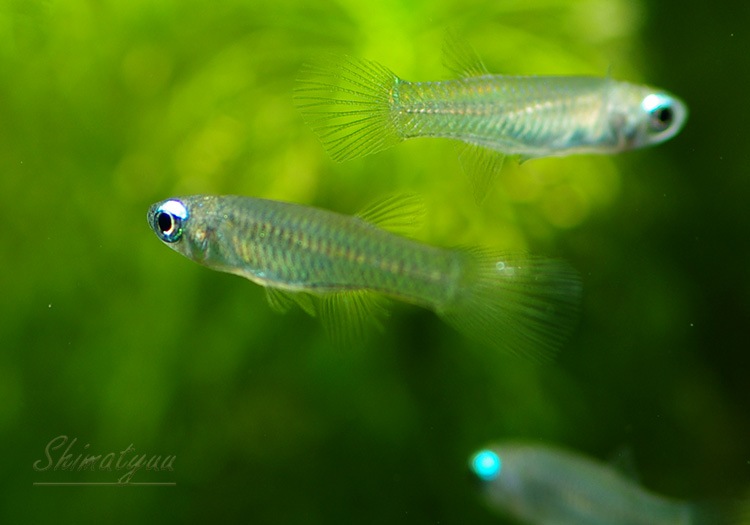 熱帯魚 アフリカン ランプアイ Wild 5匹 熱帯魚 メダカ類 卵性メダカ Aqua F東京店通販ショップ