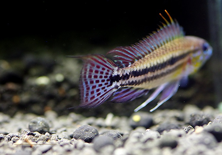 𡡥ӥ˥ȥ쥤ķϡɡףɣ̣ġУ