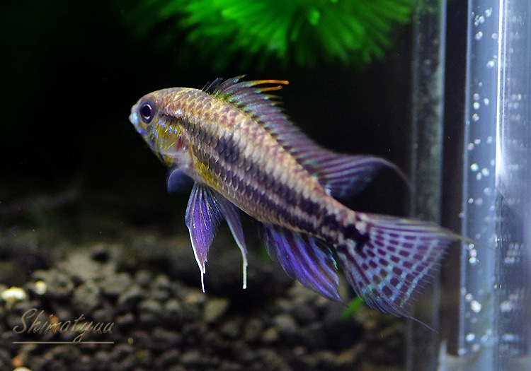 𡡥ӥ˥ȥ쥤ķϡɡףɣ̣ġУ