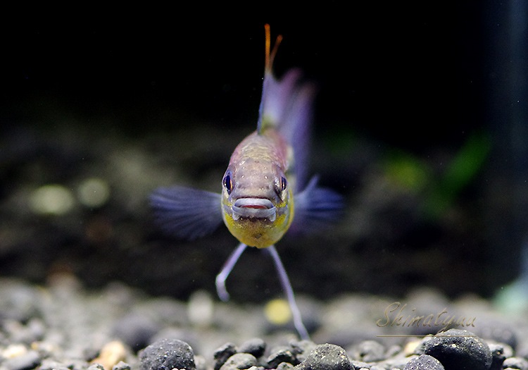 𡡥ӥ˥ȥ쥤ķϡɡףɣ̣ġУ