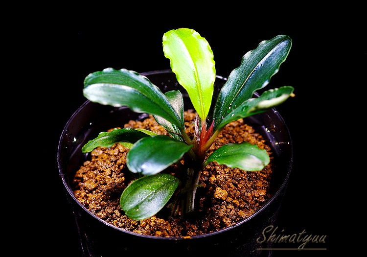 ����ʪ��Bucephalandra sp. Satan Red  2020.10��No.08