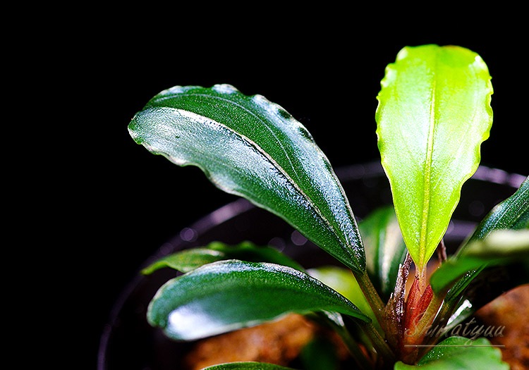 ����ʪ��Bucephalandra sp. Satan Red  2020.10��No.08