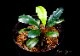 ����ʪ��Bucephalandra sp. Satan Red  2020.10��No.08