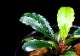 ����ʪ��Bucephalandra sp. Satan Red  2020.10��No.08