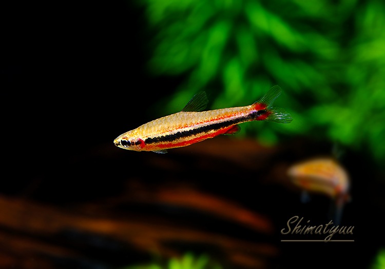 ��Ǯ�ӵ��ۡ��ʥΥ��ȥॹ �٥å��ۥ�ǥ����ȥ�٥��顦�ǡ����������� �ɡ�WILD��3ɤ