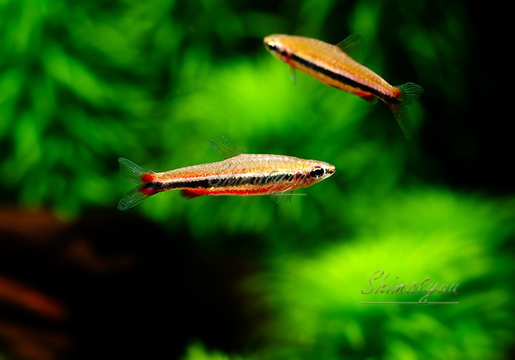 ��Ǯ�ӵ��ۡ��ʥΥ��ȥॹ �٥å��ۥ�ǥ����ȥ�٥��顦�ǡ����������� �ɡ�WILD��3ɤ