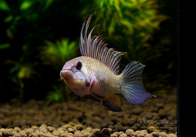 ���𡡥ᥬ�ץƥ顡��ͭ���ףɣ̣ġ��ǥ���������1�У�