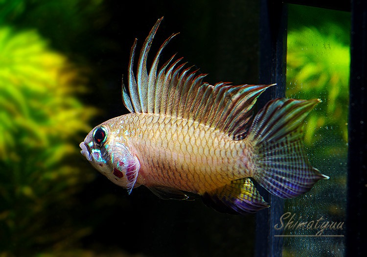 ���𡡥ᥬ�ץƥ顡��ͭ���ףɣ̣ġ��ǥ���������1�У�