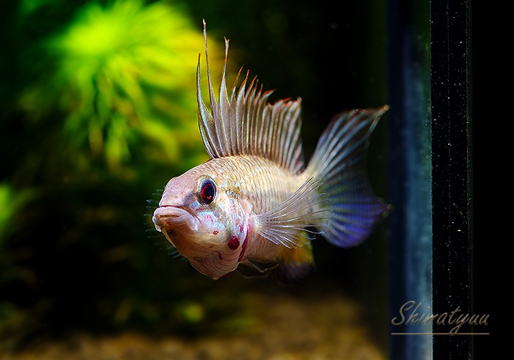 ���𡡥ᥬ�ץƥ顡��ͭ���ףɣ̣ġ��ǥ���������1�У�